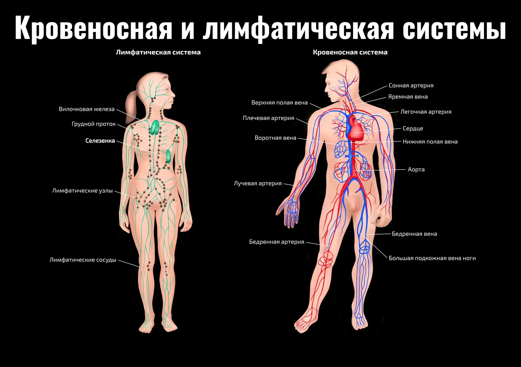 Анатомический плакат Квинг